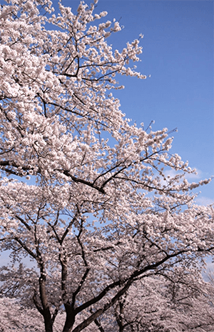 みんなで桜の花を咲かせよう