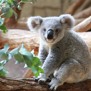 東山こどもガイド